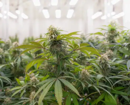 Cannabis